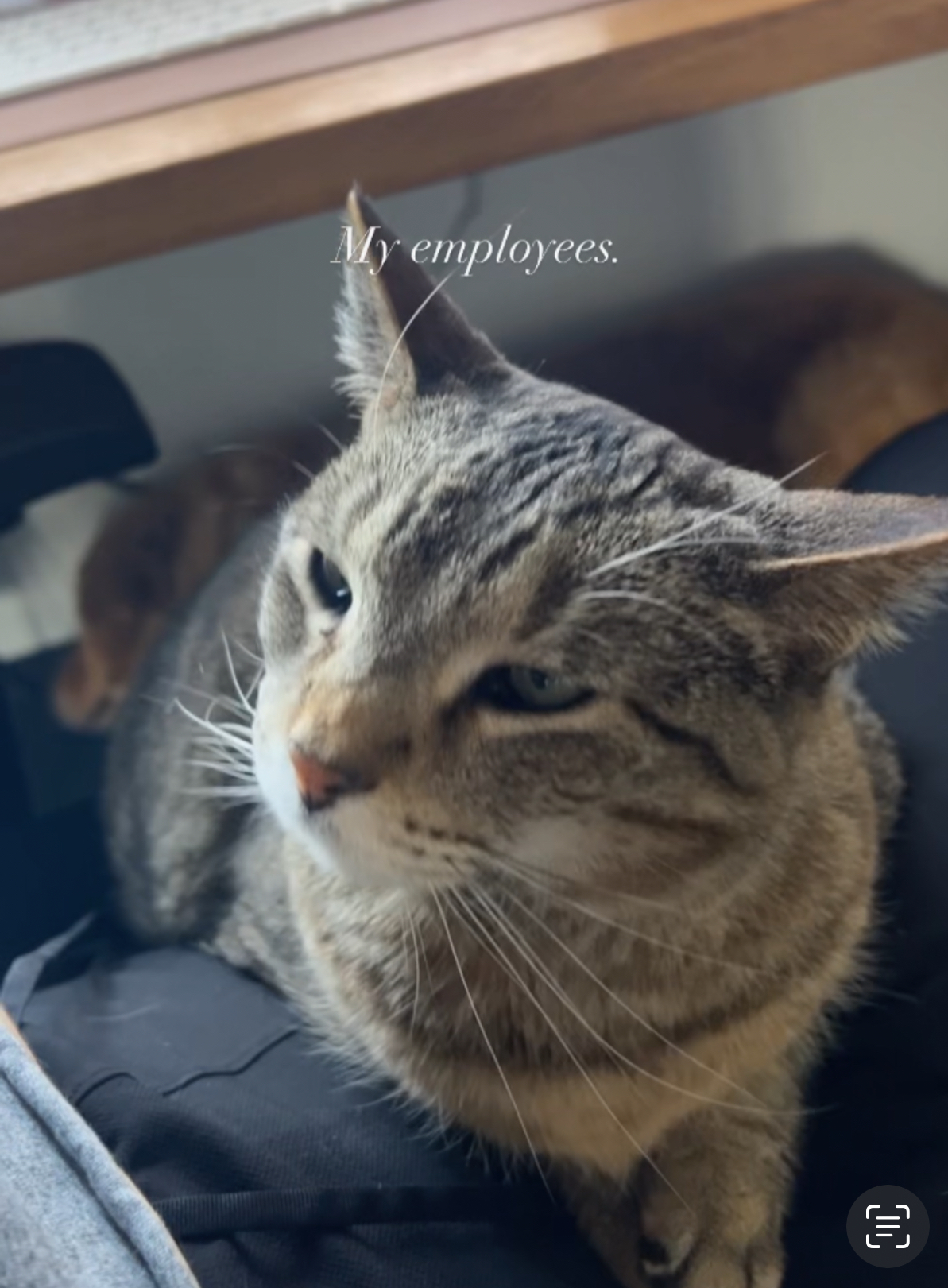 lost cat named Ollie